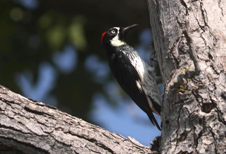 An Acorn woodpecker works a section of a Liquidambar tree in a neighborhood in San Marino.