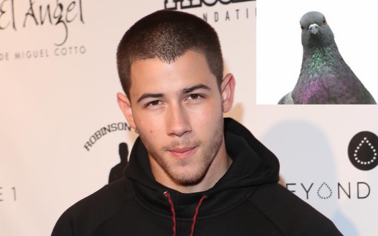 Nick Jonas and a pigeon: WENN