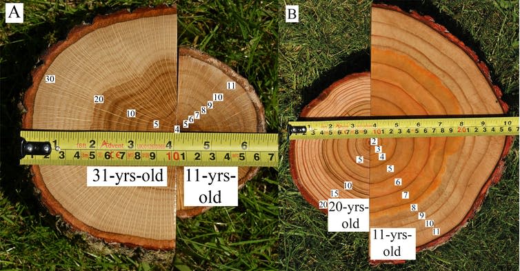 Images showing how trees grow more strongly when planted in diverse forests.