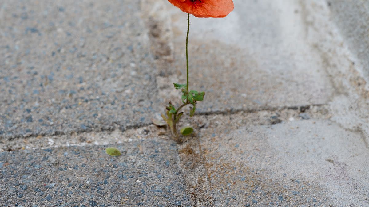 one red poppy plant growing between gray concrete slabs