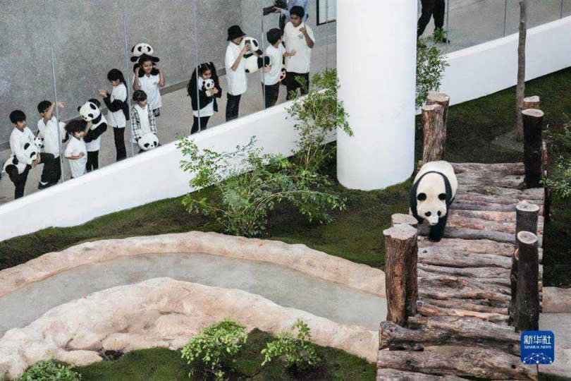 11月17日，大熊貓四海在多哈的豪爾熊貓館內。 (圖／新華社)