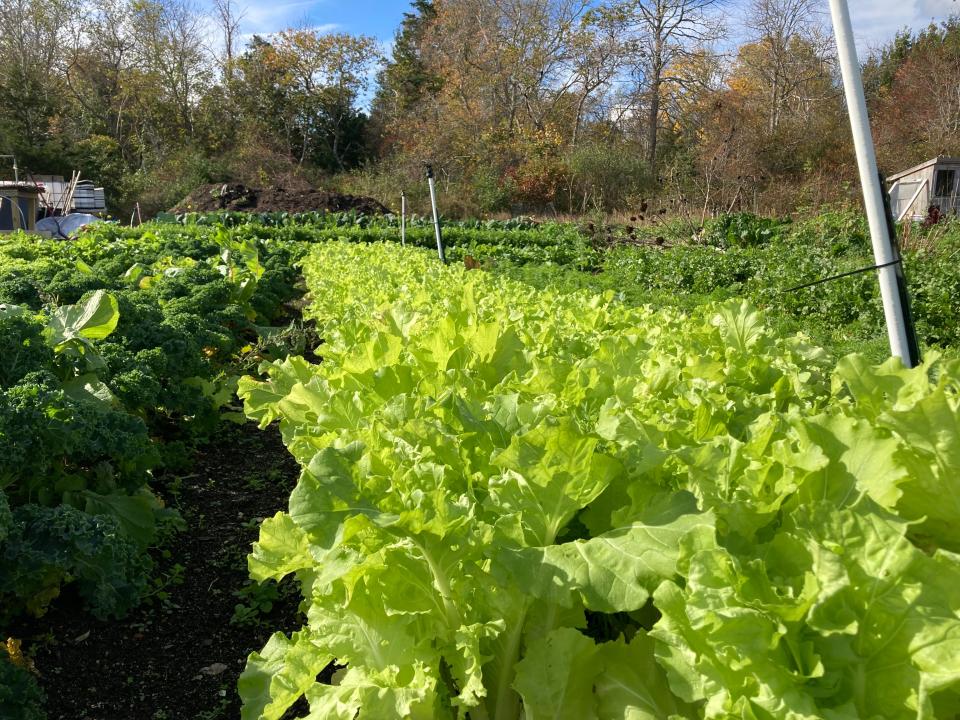 Lettuce was still going strong on Oct. 31 at a Putnam Farm plot in Orleans.