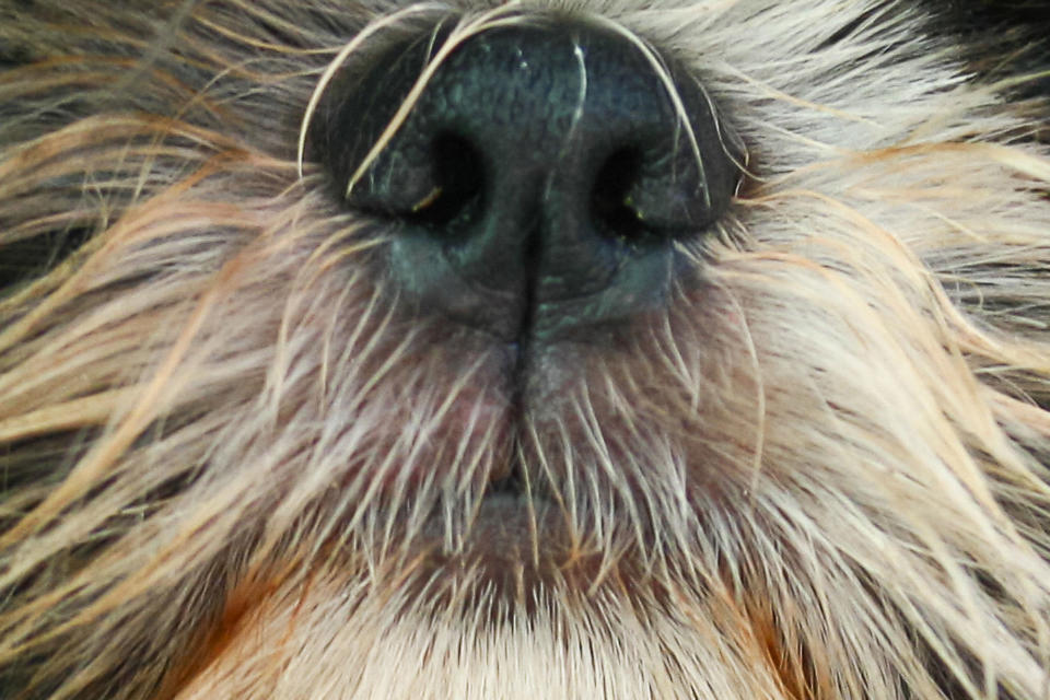 <p>Who smells with this fluffy little snoot?</p>