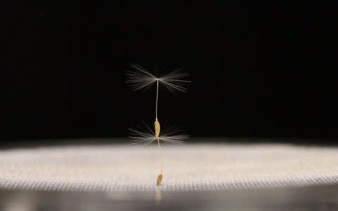 Dandelion seeds balancing on top of each other  - Credit: University of Edinburgh