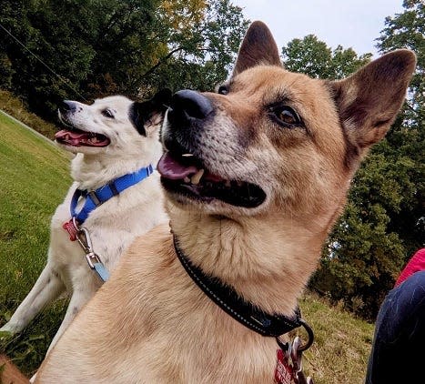 Amy and Rory have been friends since they were puppies and hope to stay together in a new home.