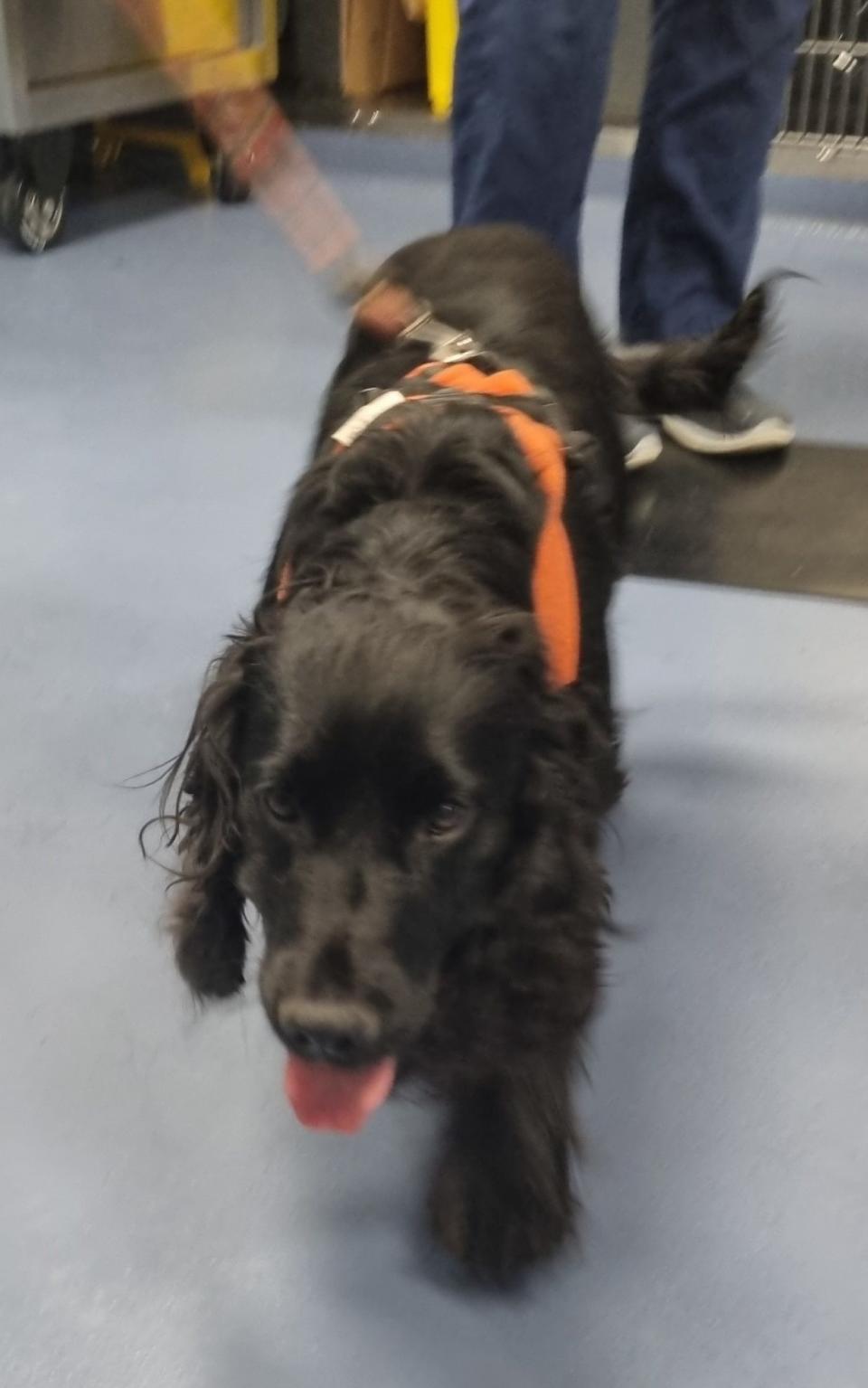 The rescued puppies have been reunited with their mother and father - Durham Constabulary