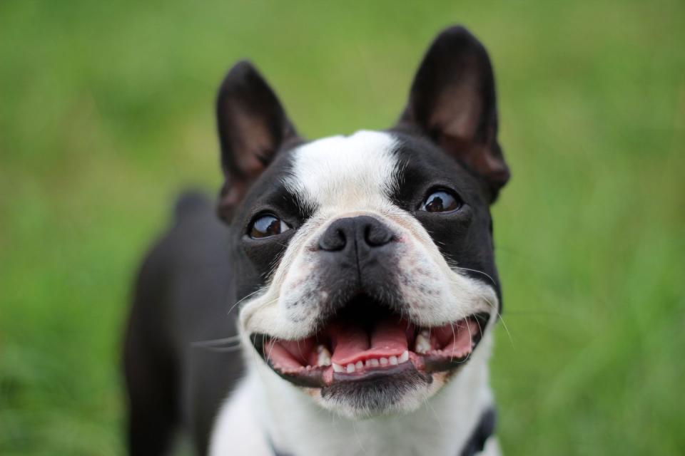 Boston Terrier