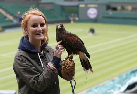 Imogen Davis poses for a photograph with Rufus, a Harris Hawk used at the Wimbledon Tennis Championships to scare away pigeons, in London June 24, 2013. REUTERS/Eddie Keogh/Files