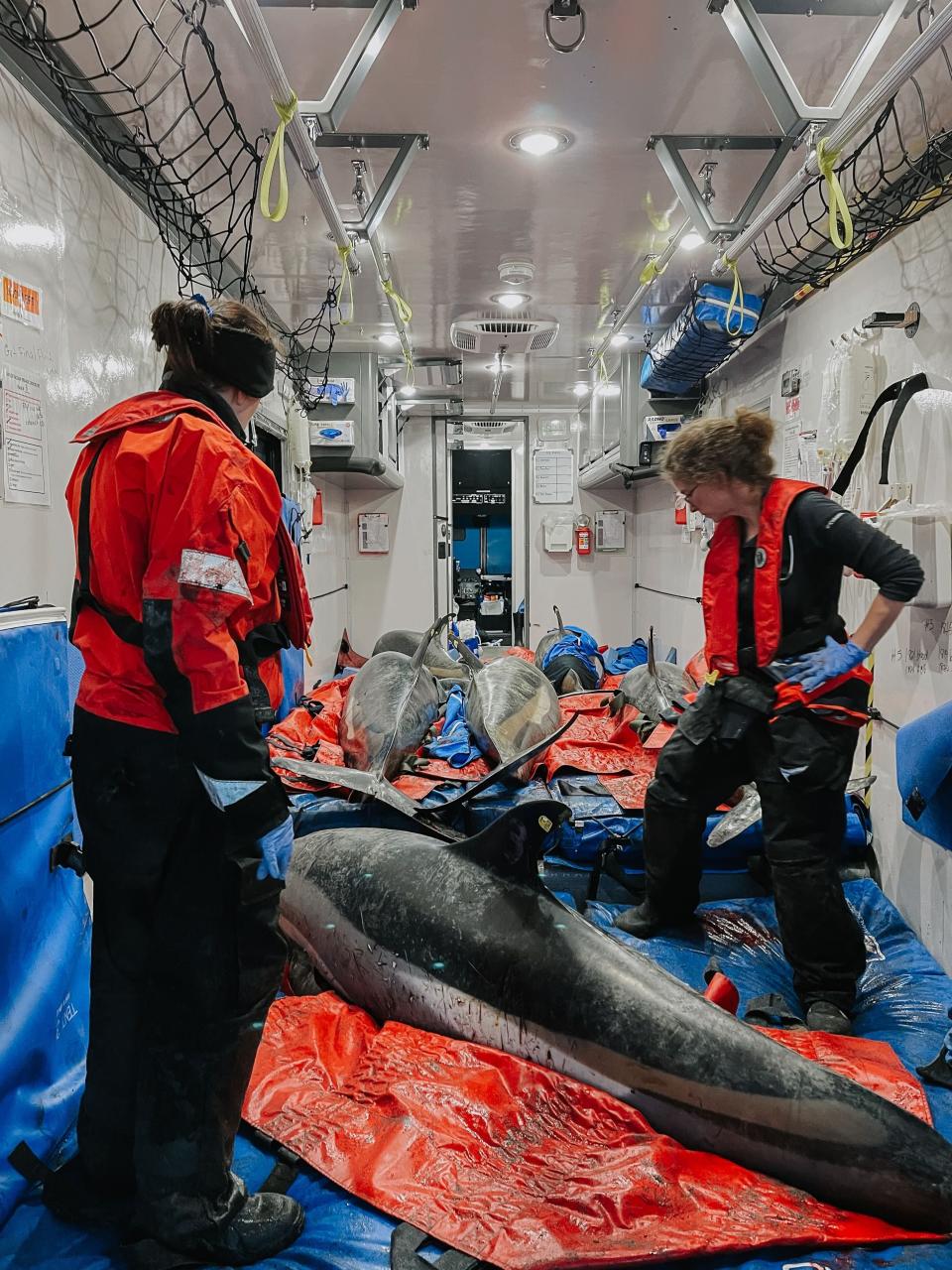 10 dolphins released into wild after seven-hour rescue effort