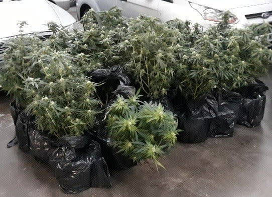  A dopey pair were in hot water when cops found their van crammed with wet cannabis plants they were trying to save from the floods. See SWNS story SWMDpot. A dopey pair were in hot water when cops found their van crammed with wet cannabis plants they were trying to save from the floods. Police intercepted a van full of cannabis plants that were being moved from a flooded property in Worksop, Notts. Officers who were carrying out patrols when they spotted the van speeding at around 10.30pm on Sunday (10/11). Two men fled into nearby fields and officers found the van was packed full of bin bags containing 25 mature cannabis plants with a total street value of over £20,000.