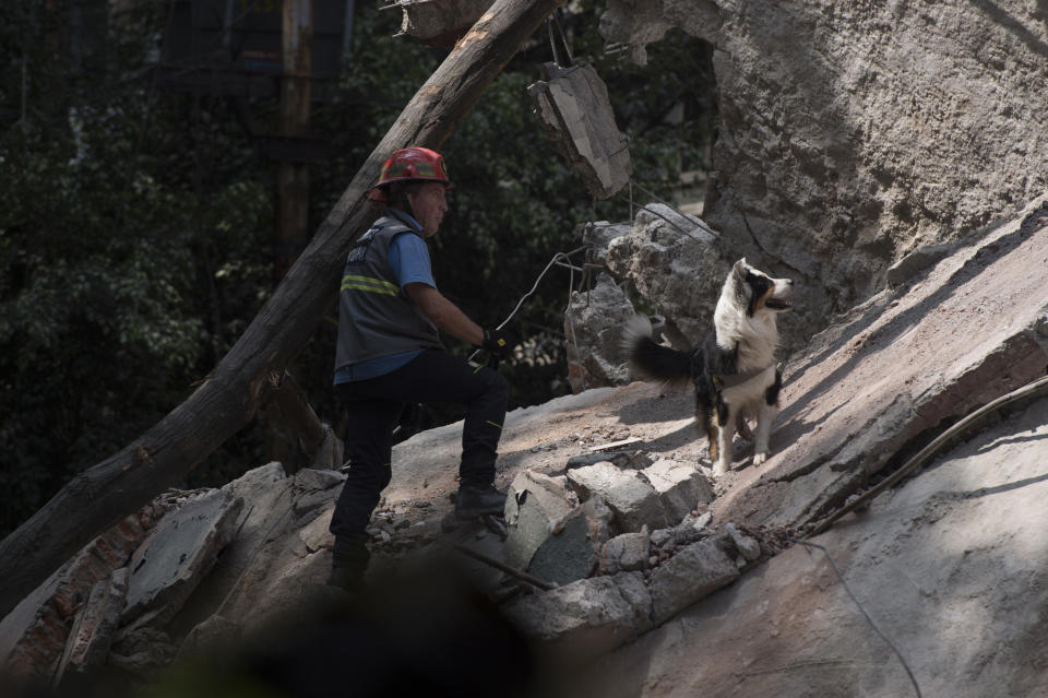 <p>A rescuer searches for survivors with a dog a day after the magnitude 7.1 earthquake jolted central Mexico killing more than 200 hundred people, damaging buildings, knocking out power and causing alarm throughout the capital on September 20, 2017 in Mexico City, Mexico. The earthquake comes 32 years after a magnitude-8.0 earthquake hit on September 19, 1985.(Photo: Humberto Romero/Getty Images) </p>