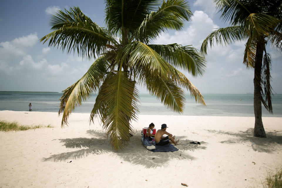 FILE - In this July 1, 2015 file photo, Marvin Hernandez, right, and Kelly Vera sit in the shade of a palm tree, in Key Biscayne, Fla. Florida's iconic palm trees are under attack from a fatal disease that turns them to dried crisps in months, with no chance for recovery once they become ill. Spread by a rice-sized, plant-hopping insect, lethal bronzing has gone from a small infestation on Florida's Gulf Coast to a nearly statewide problem in just over a decade. (AP Photo/J Pat Carter, File)