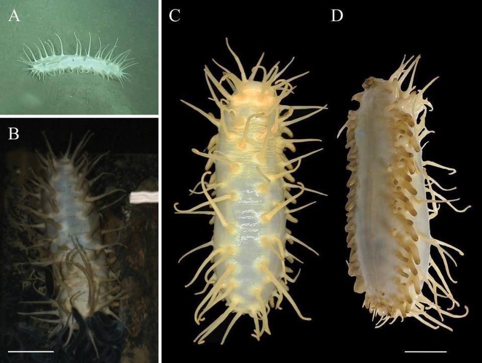 Una nueva especie: oneirophanta idsseica, o IDSSE pepino de mar.