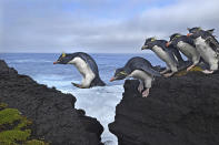 <p>Jump: Rockhopper penguins live up to their name as they navigate the rugged coastline of Marion Island, a South African Antarctic Territory in the Indian Ocean, April 18, 2017.<br>Among the most numerous of penguins, rockhoppers are nevertheless considered vulnerable, and their population is declining, probably as the result of a decreasing food supply. The birds spend five to six months at sea, coming to shore only to molt and breed. They are often found bounding, rather than waddling as other penguins do, and are capable of diving to depths of up to 100 meters in pursuit of fish, crustaceans, squid and krill. (Photo: Thomas P. Peschak) </p>