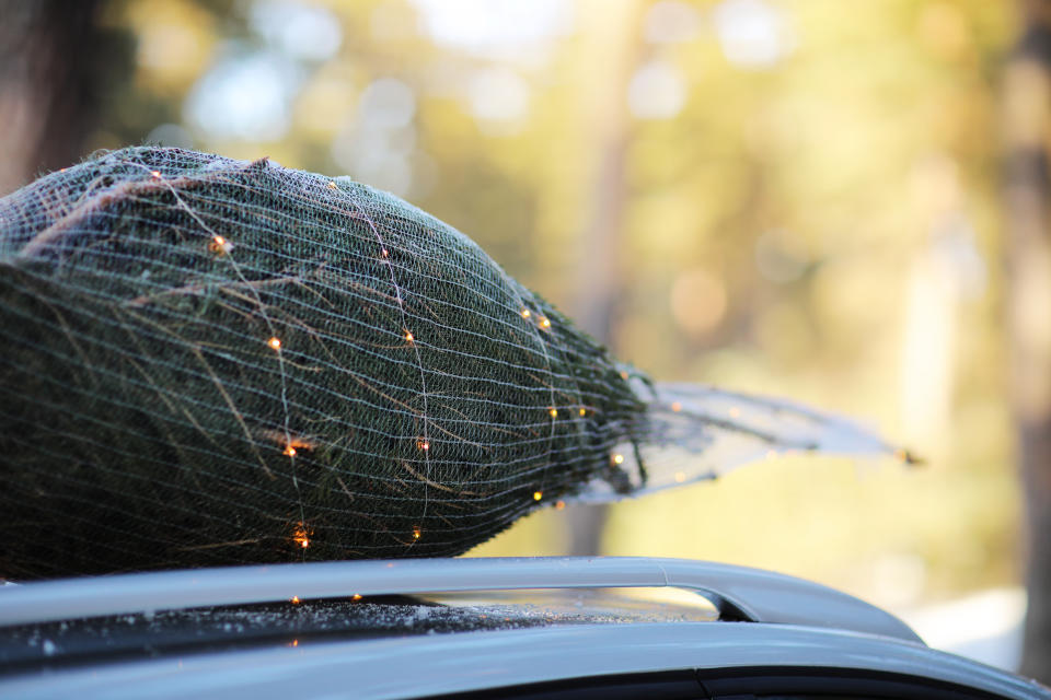 Der Transport mit dem Pkw war bei dem Weihnachtsbaum für Oberstdorf keine Option (Symbolbild: Getty)