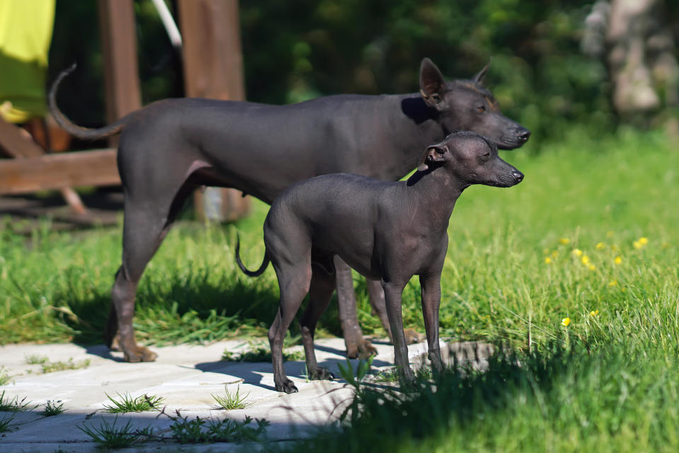 Dos perros Xoloitzcuintle (Foto:Getty)