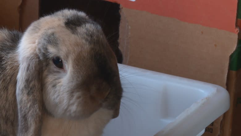 Richmond rabbit shelter at max capacity as problem bunnies run amok