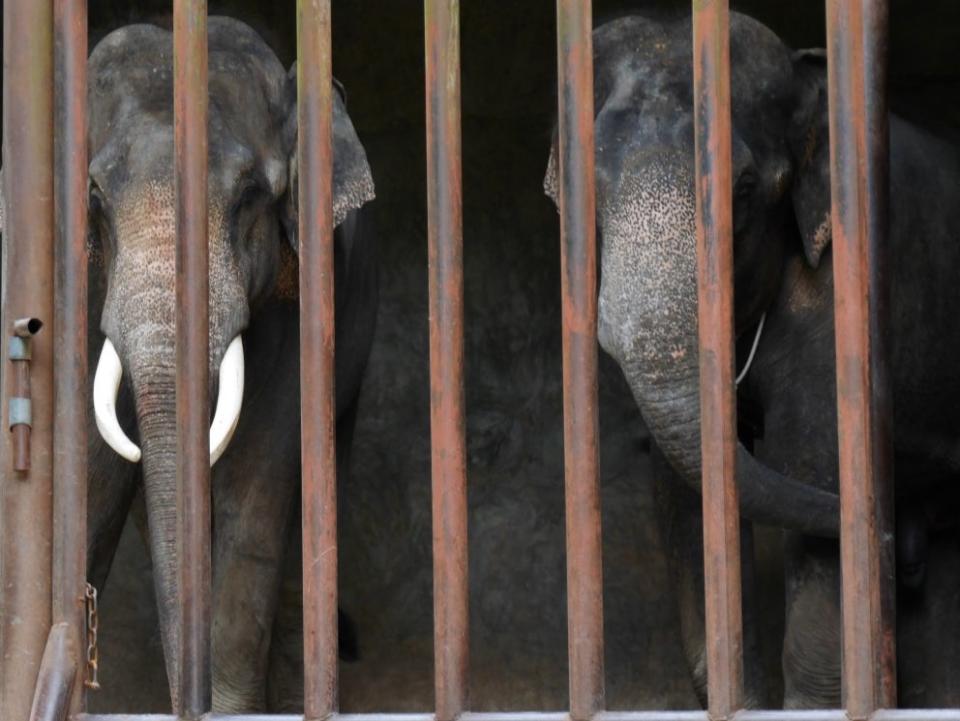 Caged elephants in ChinaKarl Ammann