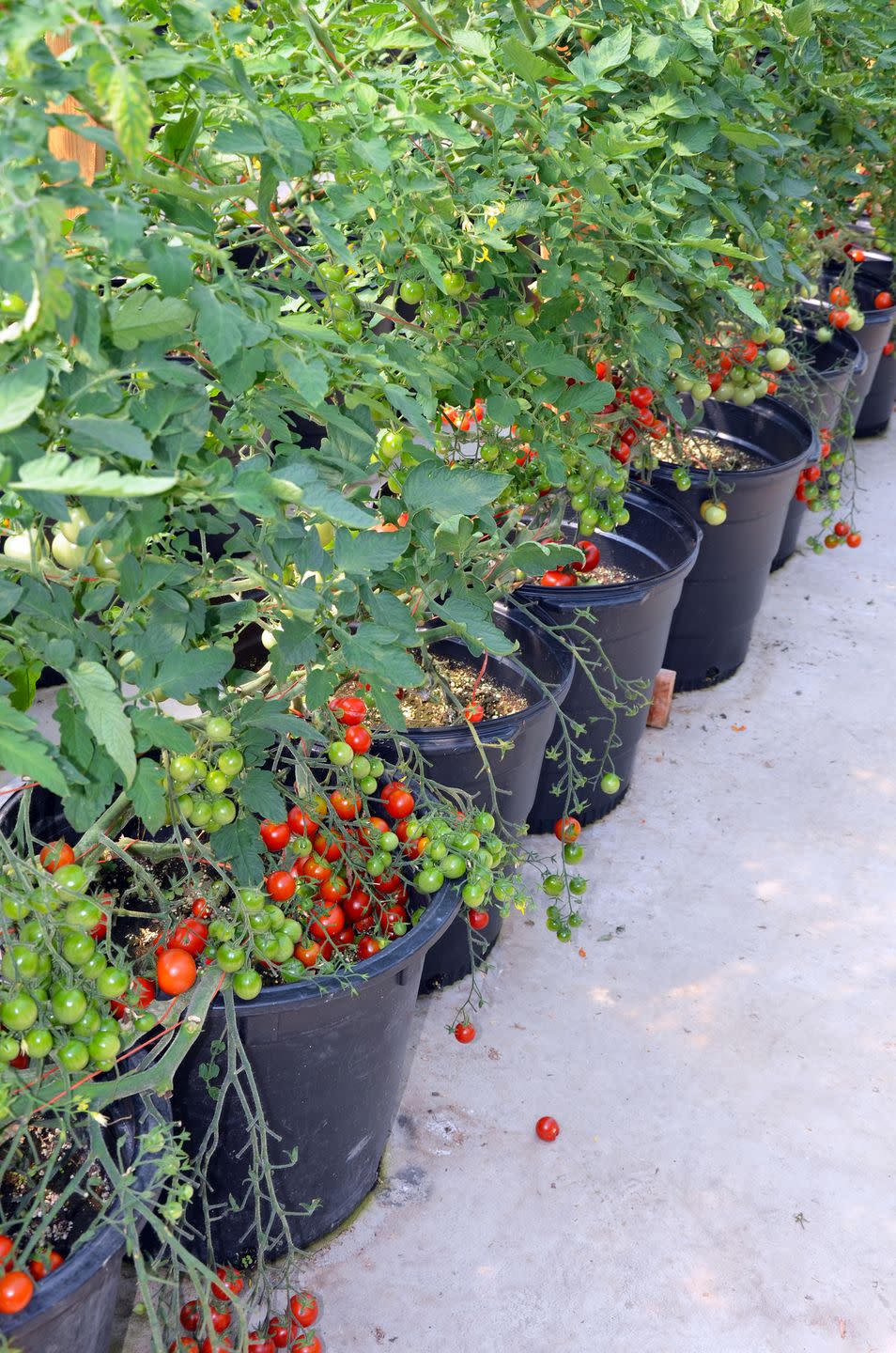 container gardening vegetables tomatoes