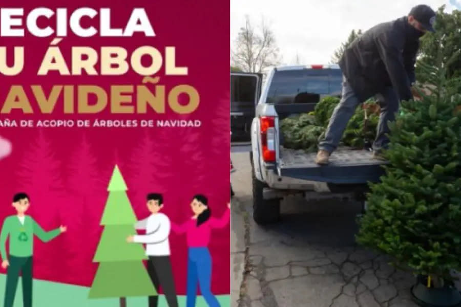 ¡Recíclalo! Centros de acopio de arbolitos de Navidad en Tijuana