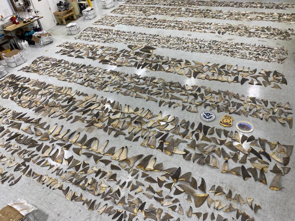 Thousands of severed shark fins are displayed on the floor after they were found on a ship at PortMiami by U.S. Fish and Wildlife Service inspectors Jan. 24, 2020.