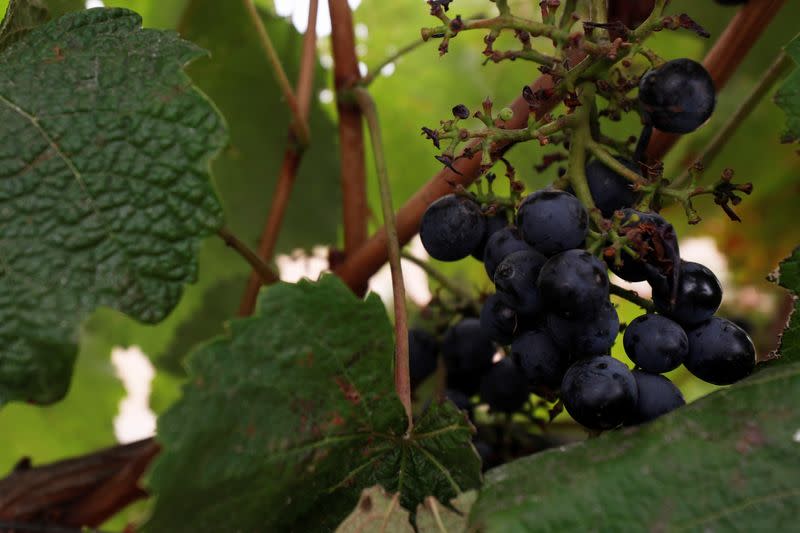 Smoke damaged grapes sit at Iverson Family Farms near Monitor, Oregon