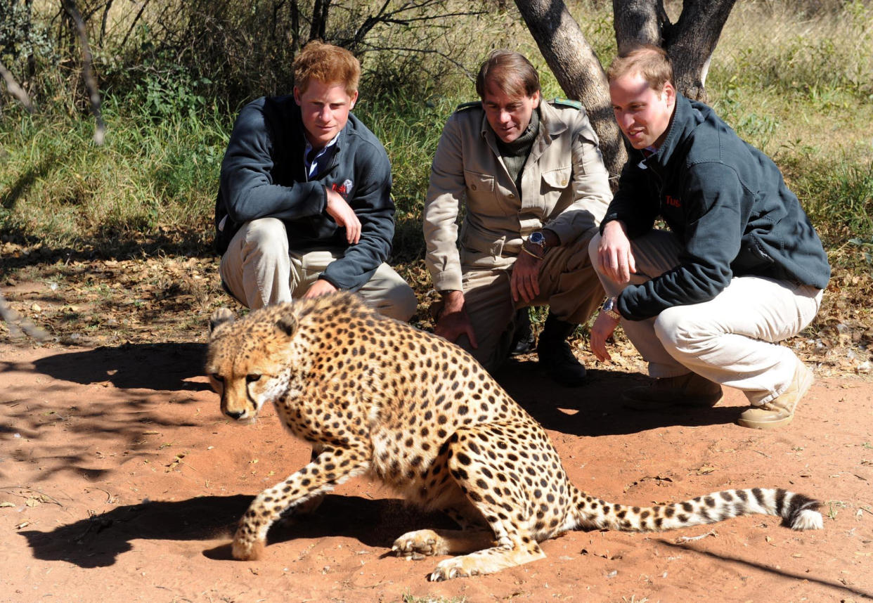 Prince Harry and Prince William join park manager Neil Whitson look at a a cheetah during a visit to the Mokolodi Nature Reserve in Gabarone, Botswana.  