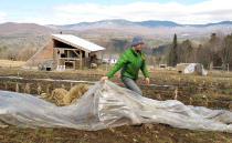 Katie Spring rolls up plastic that was used to cover certain plants during the winter in a field at the Good Heart Farmstead, Thursday, April 24, 2014, in Worcester, Vt. Spring and her husband Edge Fuentes, who both own the farm, back the GMO labeling bill passed by the Vermont Legislature. They believe people need to be able to know what’s in their food. (AP Photo/Wilson Ring)