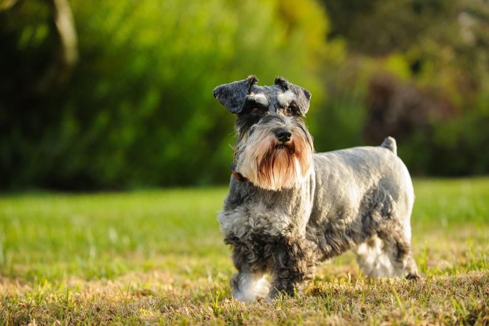 close up of a dog smallest dog breeds