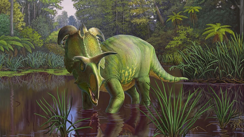 An artist's illustration shows what Lokiceratops looked like 78 million years ago, living in the swamps of what is now northern Montana.  - Sergey Krasovskiy/Museum of Evolution