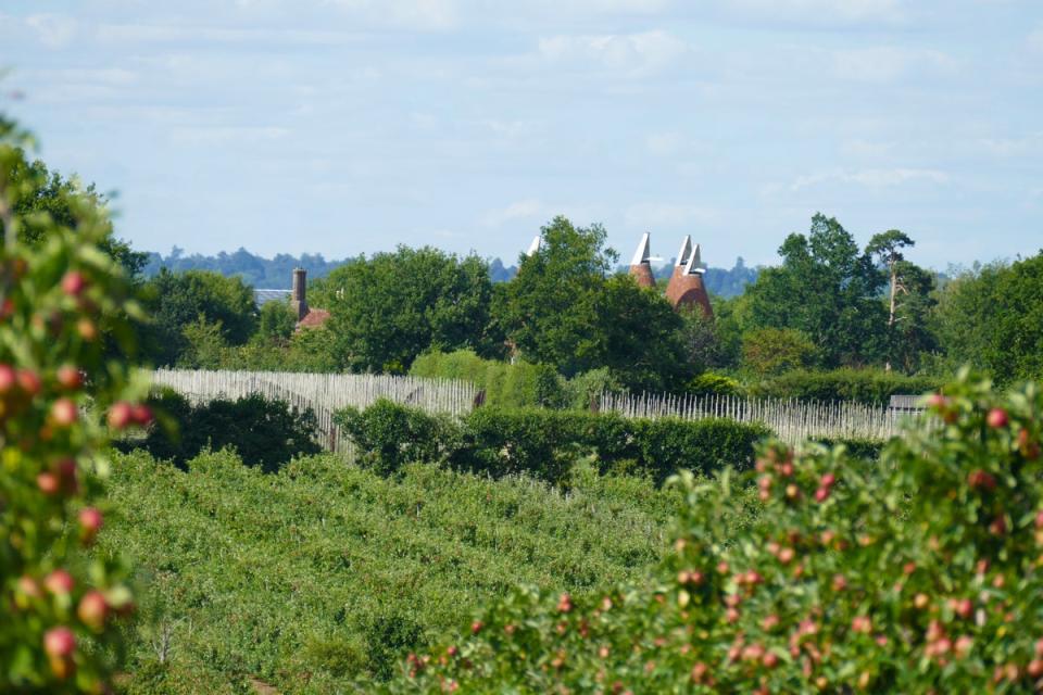 The Hush Heath Estate vineyard is a couple of minutes’ drive from the campsite (Caroline Mills)