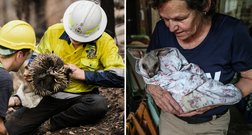 Left: An echidna is examined by wildlife rescuers. Right: A volunteer comforts a joey. 