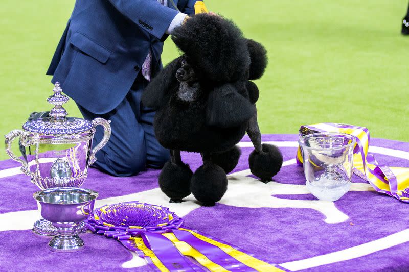 148th Westminster Kennel Club Dog Show in New York