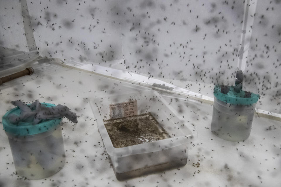 FILE - Mosquitoes infected with a dengue-blocking bacteria called "wolbachia" produce eggs at the Oswaldo Cruz Foundation bio-factory in Rio de Janeiro, Brazil, on Feb. 27, 2024. The World Health Organization on Wednesday, May 15, 2024. authorized a second dengue vaccine, a move that could provide new protection for millions worldwide against the mosquito-borne disease, which has already sparked numerous outbreaks across the Americas this year. (AP Photo/Bruna Prado, File)