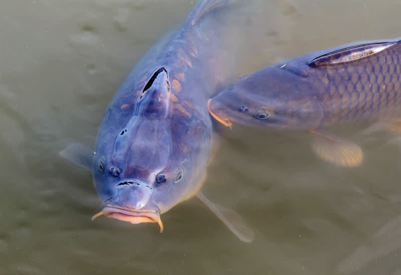 李穎媽媽把「嫁妝」2條鯉魚遞給張強。（示意圖／翻攝自Pixabay）