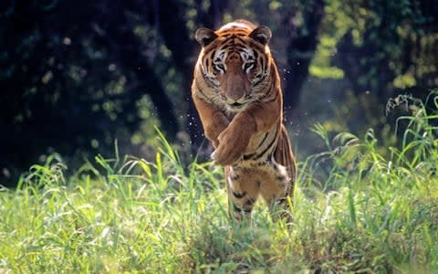 One more in my series of many moods of the Indian tiger. Animal Royal Bengal Tiger jumping through long green grass - Credit: Getty