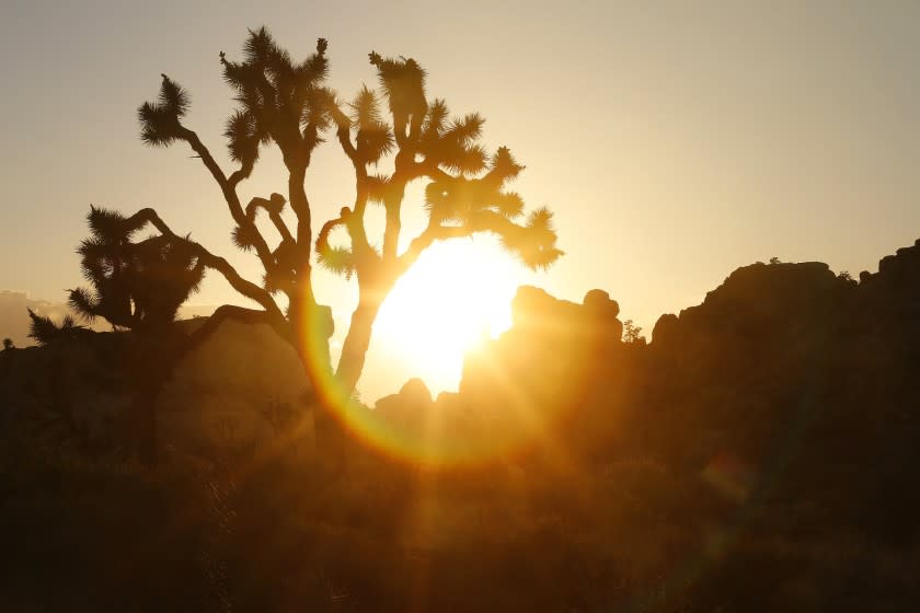 Joshua Tree