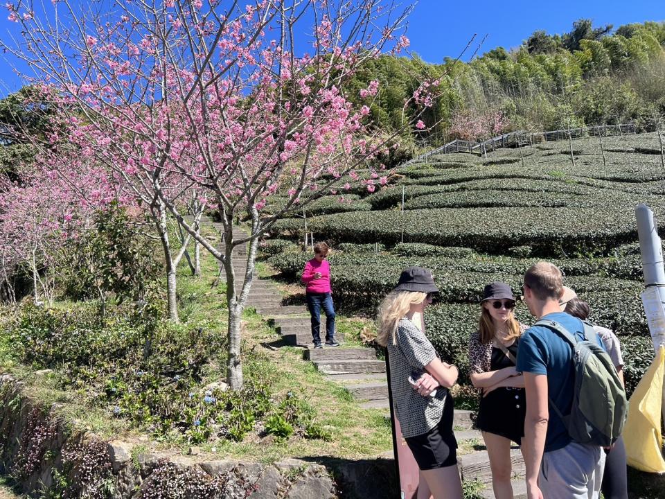 <strong>外籍旅客賞櫻。（圖／竹崎鄉石棹社區發展協會提供）</strong>