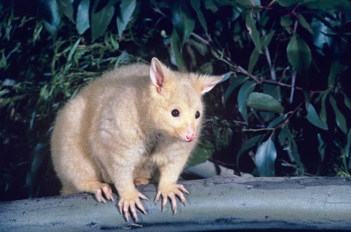 possum standing on branch