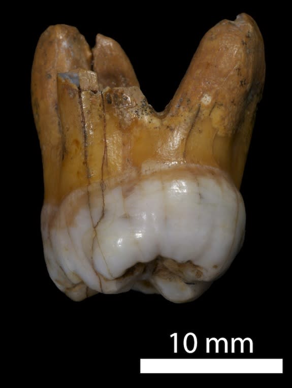 Scientists have just completed sequencing the entire genome of a species of archaic humans called Denisovans. The fossils, which consist of a finger bone and two molars, from this extinct lineage were discovered in Denisova Cave in southern Sib