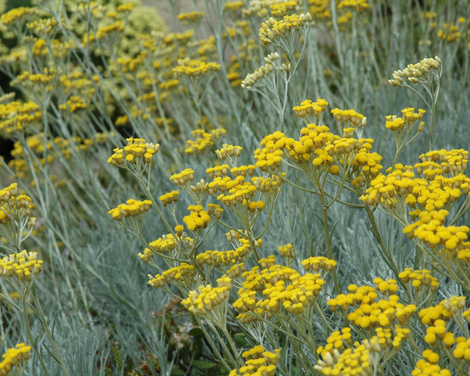 CURRY PLANT