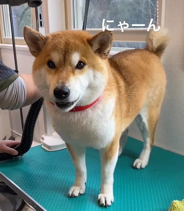 &#x0025b2;&#x005b9a;&#x006625;&#x00770b;&#x005230;&#x005439;&#x0098a8;&#x006a5f;&#x005c31;&#x006703;&#x0055b5;&#x0055b5;&#x0055b5;&#x0053eb;&#x003002;&#x00ff08;&#x005716;&#x00ff0f;Instagram&#x00ff1a;sadaharu.shiba&#x00ff09;