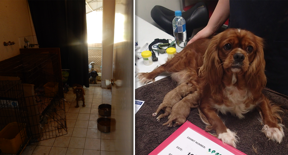 Left - inside the dark room where the dogs were held. Three dogs can be seen in the background. Right - one of the rescued dogs - a Cavalier King Charles spaniel.