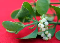 Mistletoe (Photo: iStockPhoto)