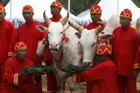 Thai officials dressed in traditional costumes feed oxen during the annual royal ploughing ceremony during the annual royal ploughing ceremony in central Bangkok, Thailand, May 12, 2017. REUTERS/Athit Perawongmetha