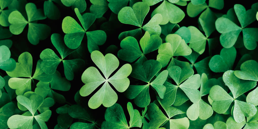 What are the odds? Woman finds 21 four-leaf clovers in her front yard