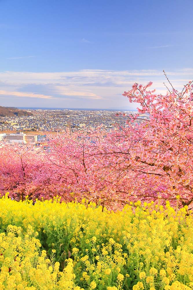 松田山（Image Source : Getty Creative）