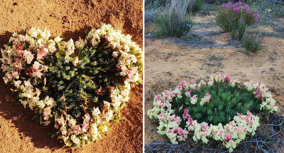 Two close up photos of pink and white wreath flowers on on dusty soil. The flower on the left resembles a love heart. 