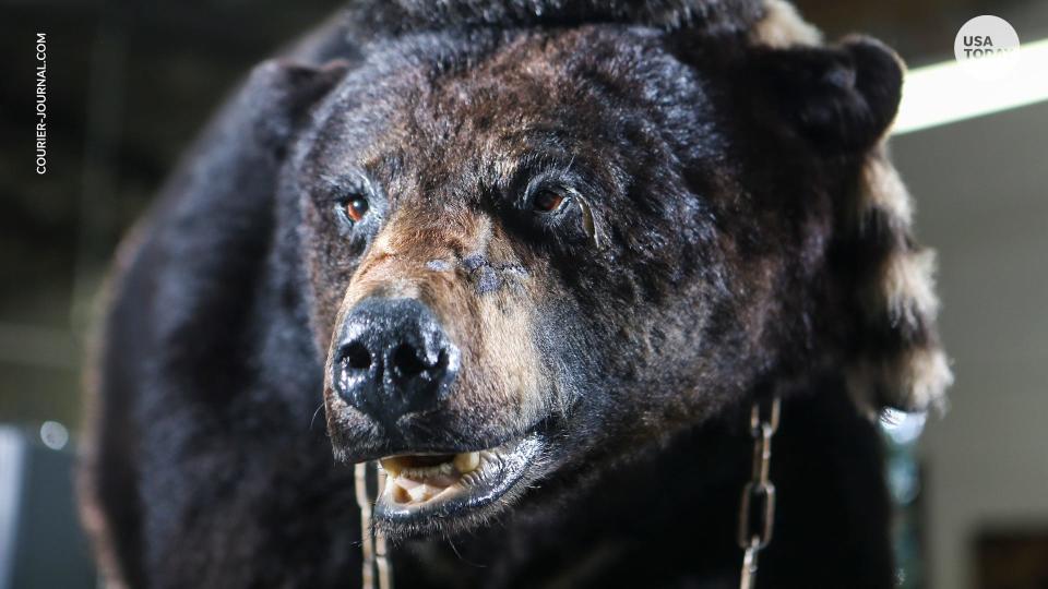 A Kentucky mall claims to have the real Cocaine Bear, which died of a drug overdose in 1985.