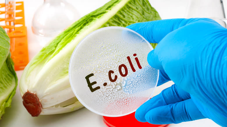 e.coli lettuce gloved hand